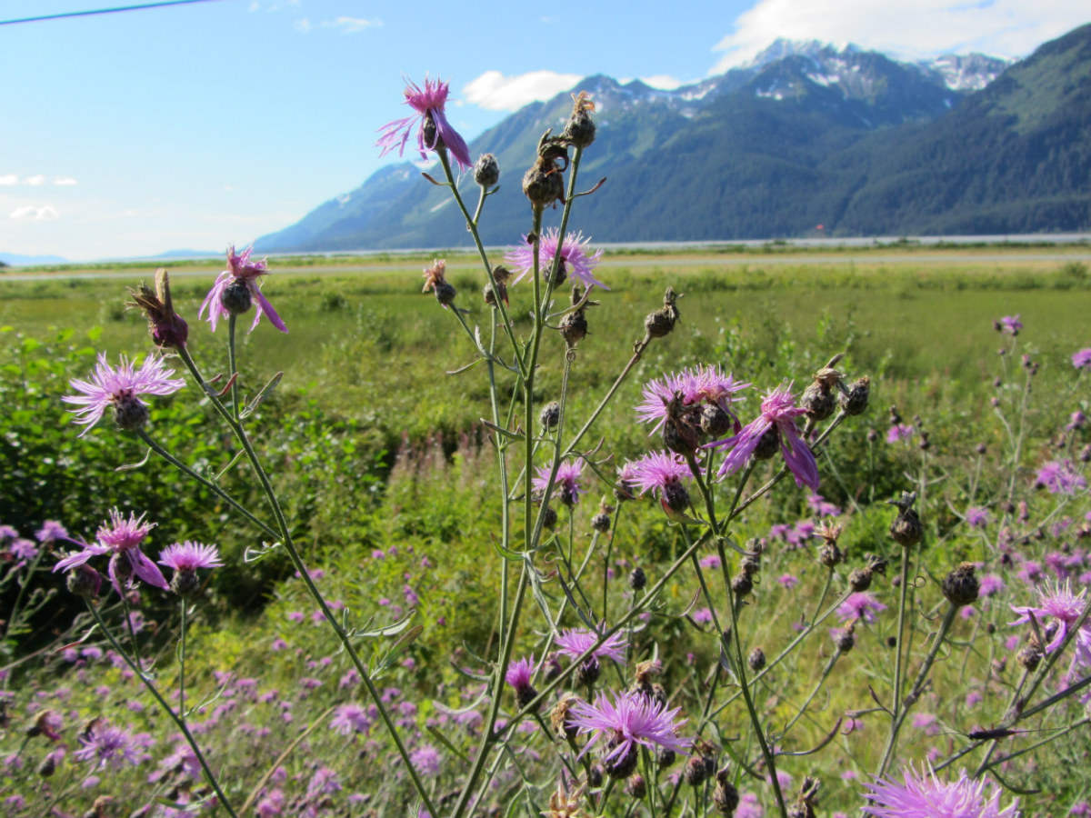 Tall purple flowered weeds in front of mountain backdrop